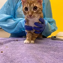 Bluey, Domestic Shorthair