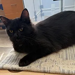 Galen, Domestic Longhair
