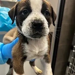 Fry, Mixed Breed (Small) mix