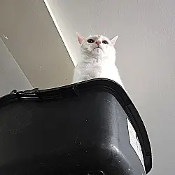 Nala, Siamese