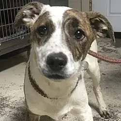 Cricket, Border Collie mix