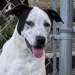 Crash, Border Collie mix