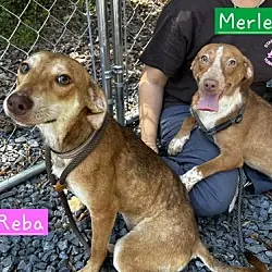 Reba, Australian Cattle Dog Dachshund mix