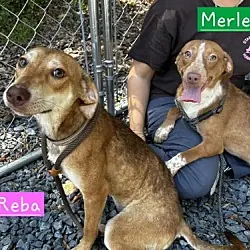 Merle, Australian Cattle Dog Dachshund mix