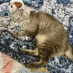 Oscar, Domestic Mediumhair