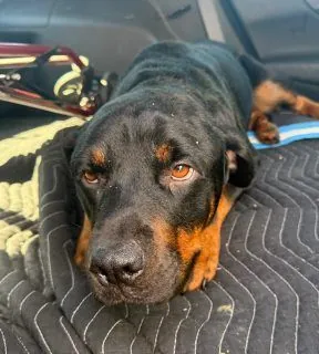 Baby Girl, Rottweiler mix