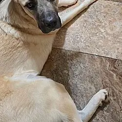 Sheba, Anatolian Shepherd Great Pyrenees mix