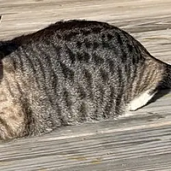 Jack Shack, Siamese