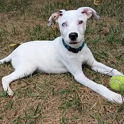 Oliver, Australian Shepherd Labrador Retriever mix