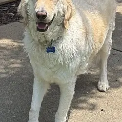 Biscuit, Golden Retriever Great Pyrenees mix