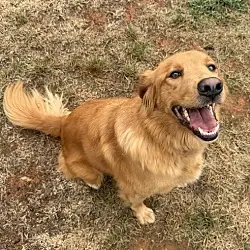 Izzy, Golden Retriever