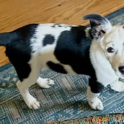 Zig Zag, Border Collie mix