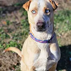 Spencer, Labrador Retriever Australian Cattle Dog