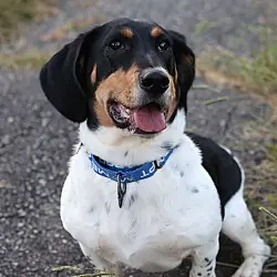 Howie, Basset Hound Dachshund mix