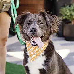 Pistachio, Australian Shepherd Chow Chow mix