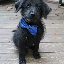 Auggie, Poodle (Standard) Labrador Retriever mix