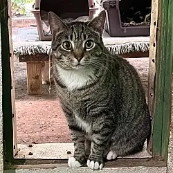 Noreen, Domestic Shorthair