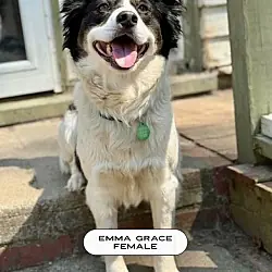 Emma Grace, Border Collie Mixed Breed (Medium) mix