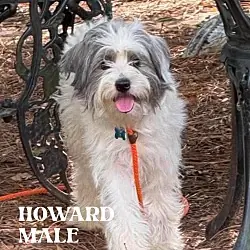 Howard, Terrier (Unknown Type, Small)