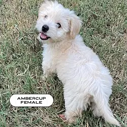 Ambercup, a Pumpkin Pup, Terrier (Unknown Type, Small)
