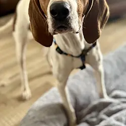 Mango, Treeing Walker Coonhound
