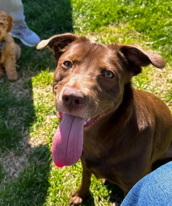 Sadie, Labrador Retriever