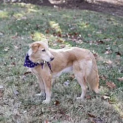 Megan, Golden Retriever Collie mix