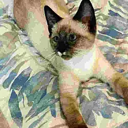 sable, Siamese