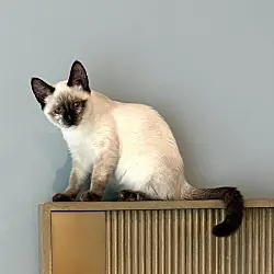 Seal, Siamese