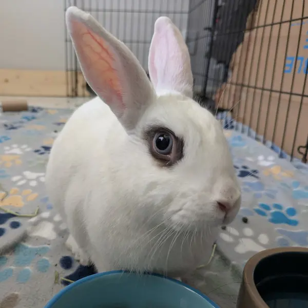 Misty, Blanc de Hotot