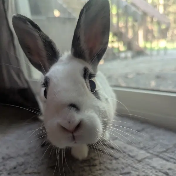 Freckles, Dwarf Hotot