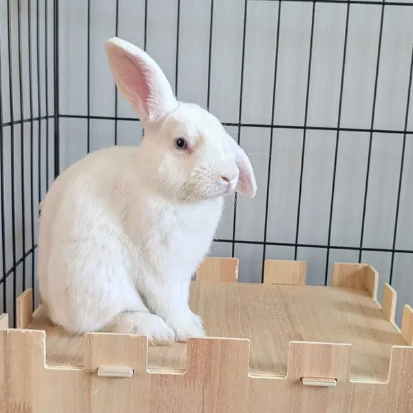 Hawthorne, other pet