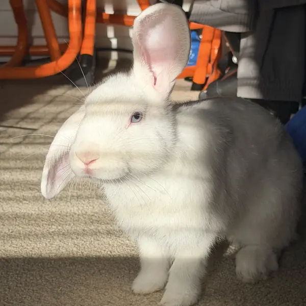 Button, other pet