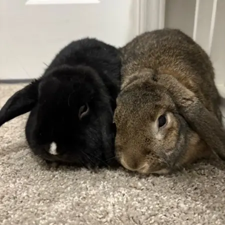 Blackberry (bonded with Buttercup), Lop, Holland