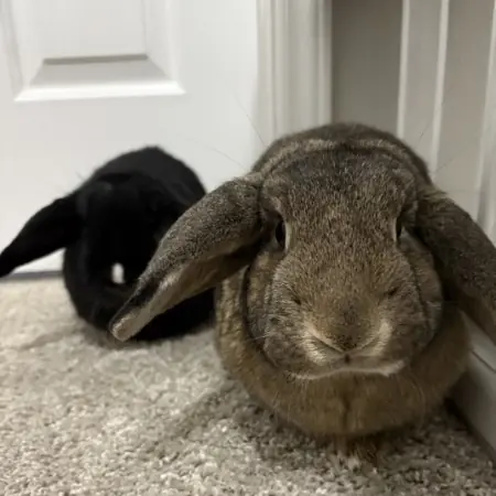 Buttercup (bonded with Blackberry), Lop, Holland