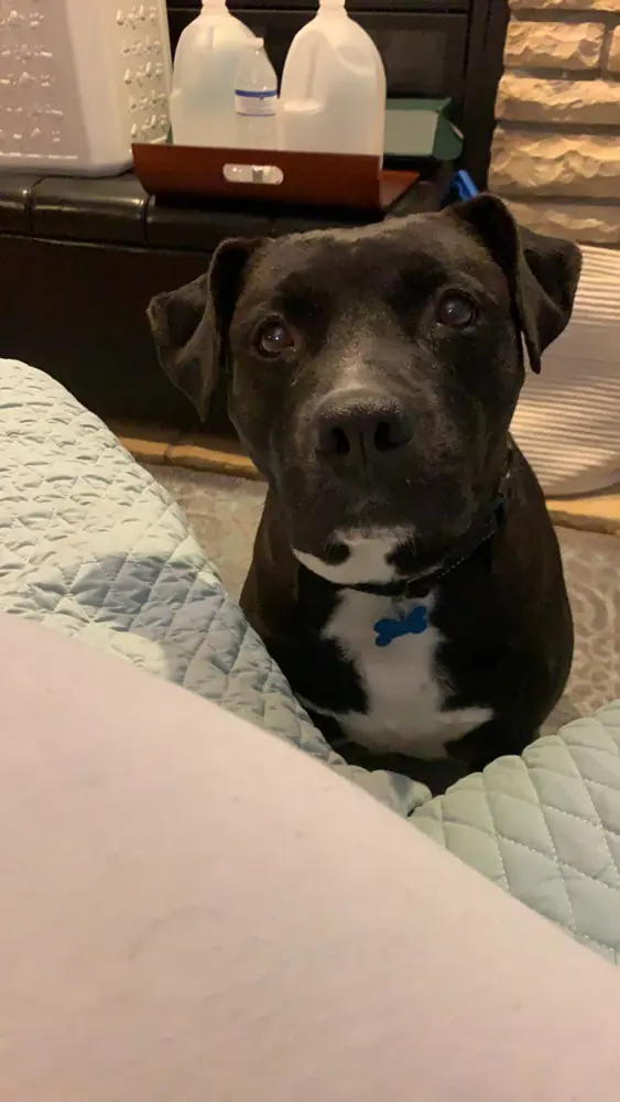 Spence, American Bulldog and American Bulldog mix