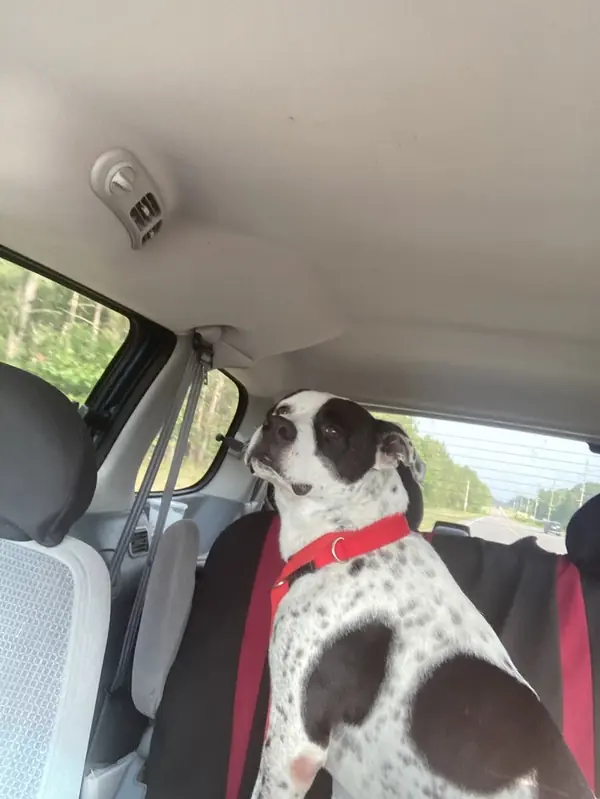 Dabney, American Bulldog