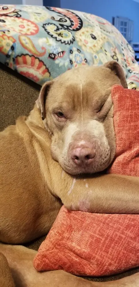 Zeus, American Bulldog