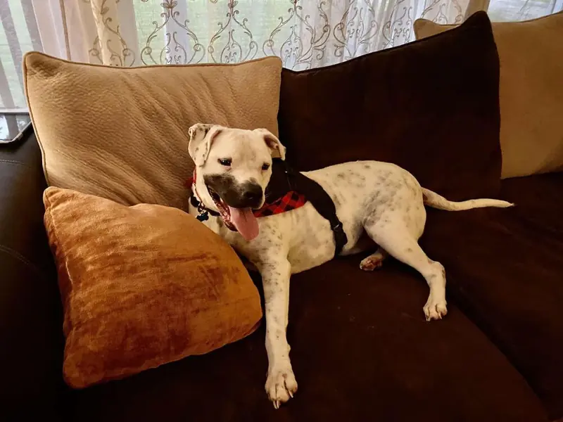 Jupiter, American Bulldog
