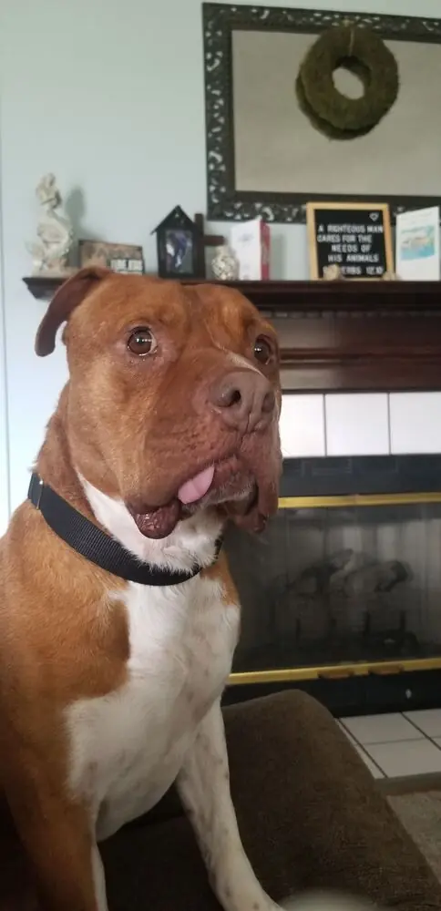 Hari, American Bulldog and Boxer mix