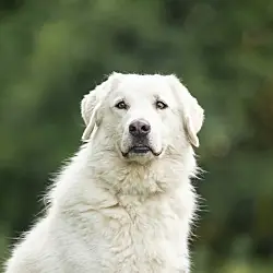Big Bear, Great Pyrenees mix