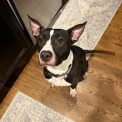 Handsome Hayes, Cattle Dog Terrier (Unknown Type, Medium) mix