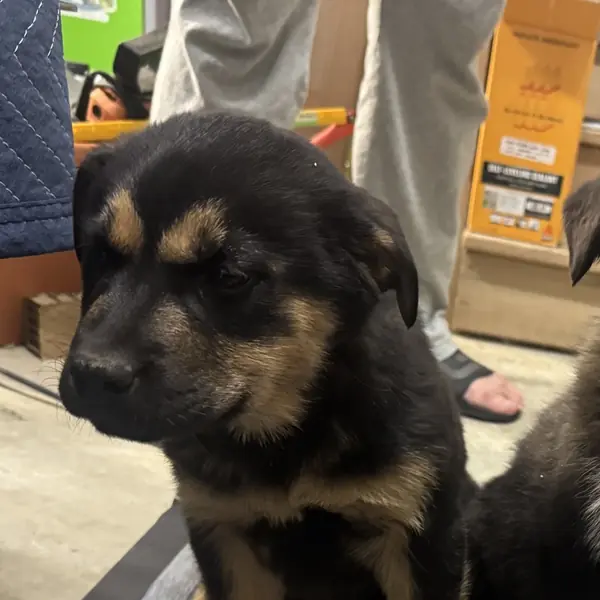 Nicks, Pyrenees, Great and Shepherd mix