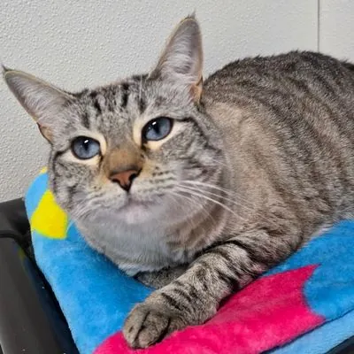 Precious(FKA Juliet), Domestic Shorthair and Siamese mix