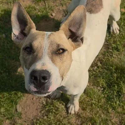 Sweet Pea, Feist mix