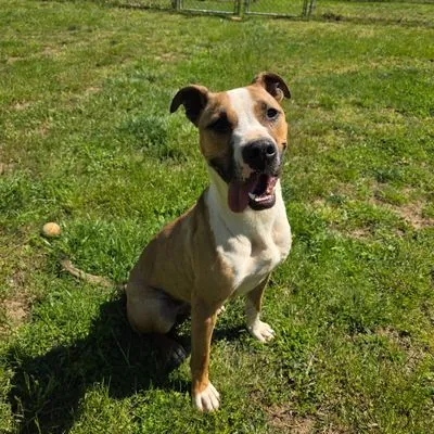 Scooby, Shepherd mix