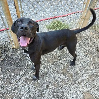 Bubba, Boxer mix