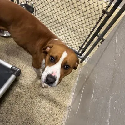 Biscuit, Boxer and Beagle mix