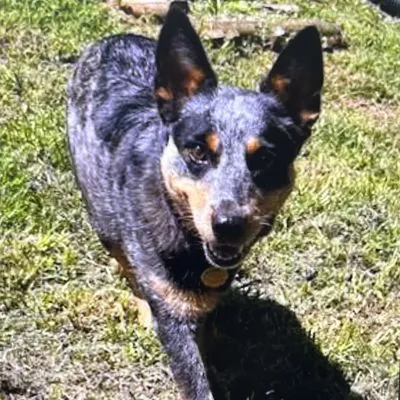 Bella, one of the Australian cattle dogs waiting in North Carolina
