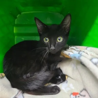Caitlyn, Domestic Shorthair